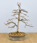 Preview: Bonsai Outdoor, Japanische Lärche (Larix kaempferi)
